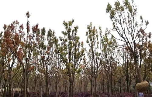 大規格樹木移植與農副產品銷售的黃金法則 守護生態價值，開拓市場藍海